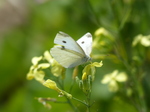FZ006967 Small white butterfly (Pieris rapae) on flower.jpg